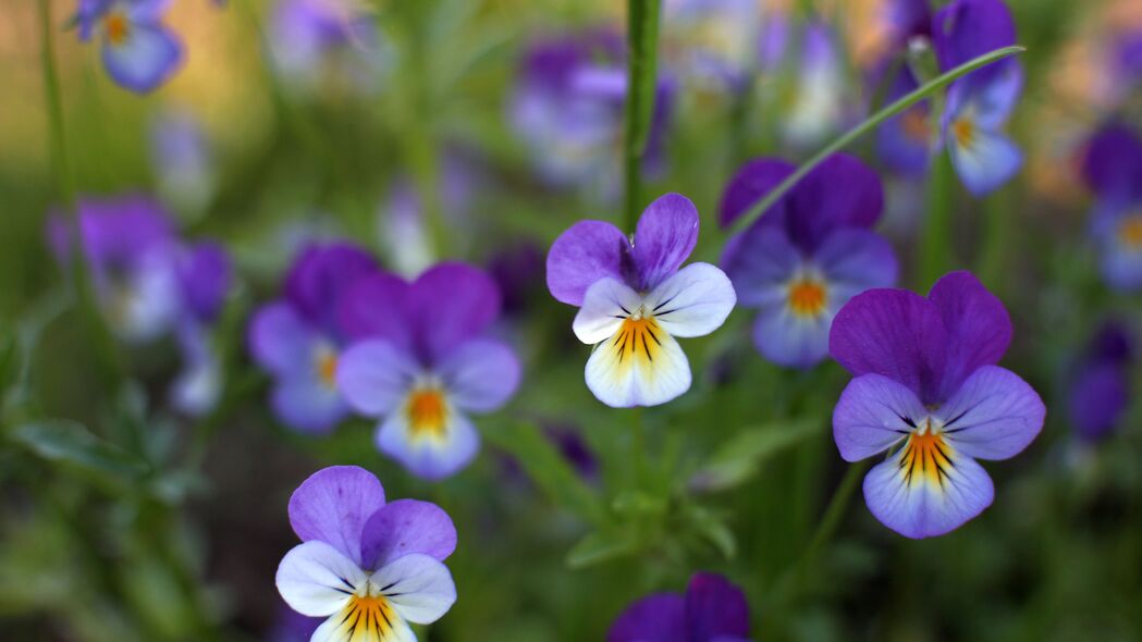 紫罗兰三色 花 花瓣 植物 宏观 4k壁纸 3840x2160