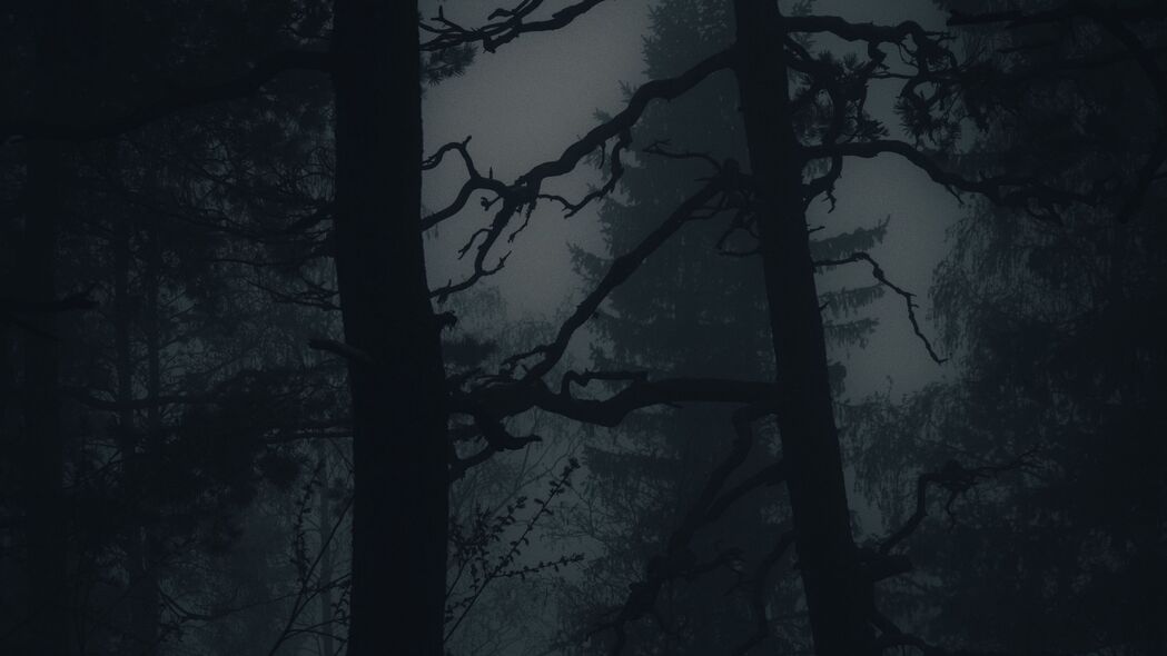 森林 雾 黑暗 树木 深色 4k壁纸 3840x2160