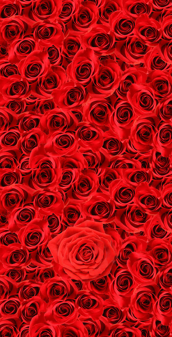 高清红色玫瑰花壁纸