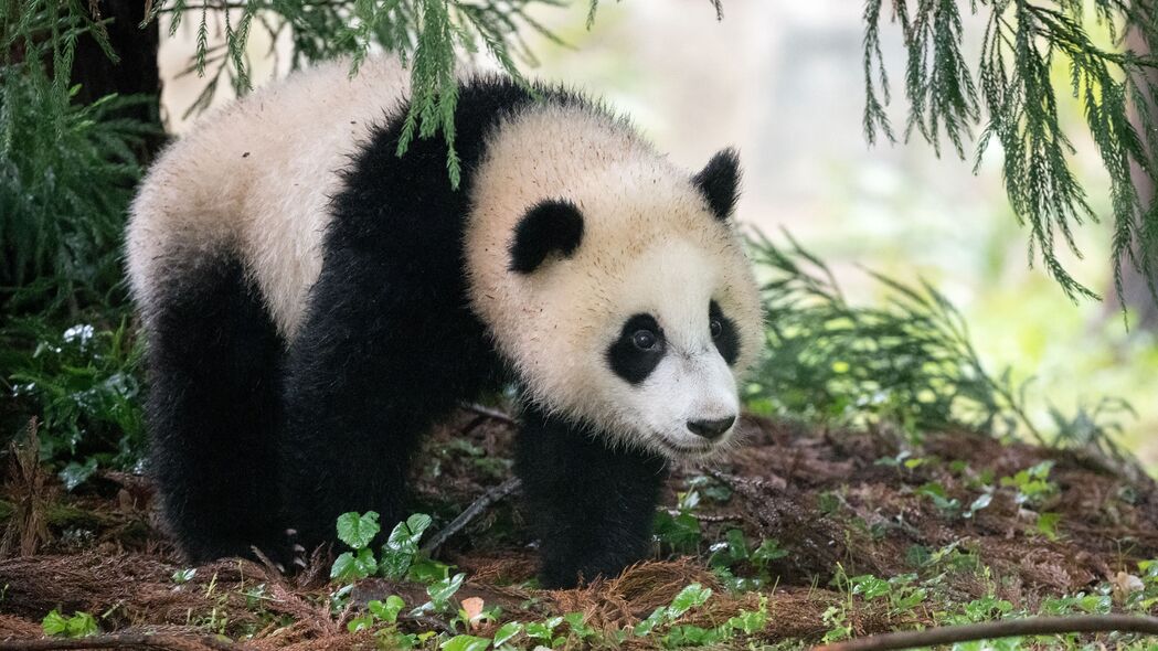 熊猫 动物 毛茸茸的 树叶 植物 4k壁纸 3840x2160