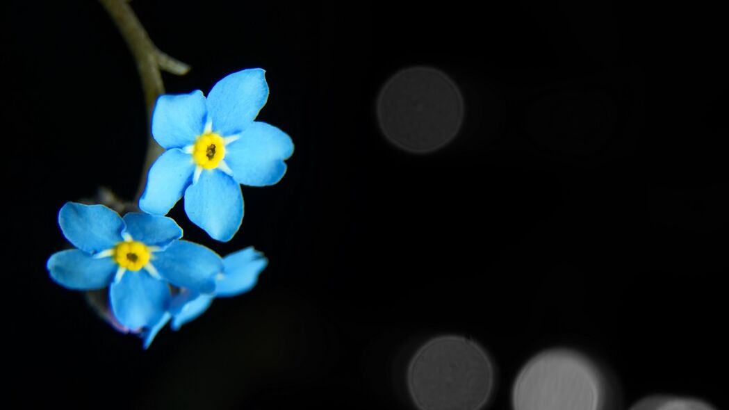 花朵 花瓣 蓝色 宏观 4k壁纸 3840x2160