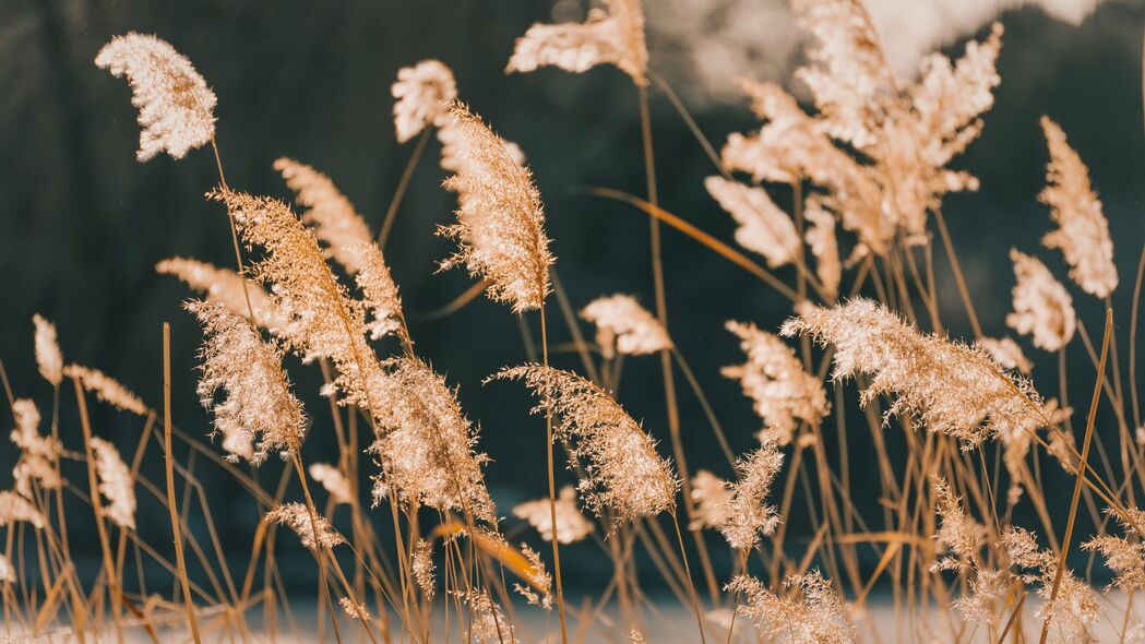 芦苇草韵，自然之美4K高清壁纸，3840x2160超清风景图片下载