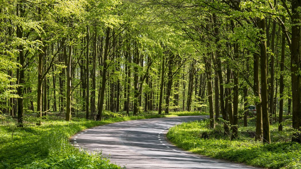 森林 树木 道路 转弯 自然 绿色 4k壁纸 3840x2160