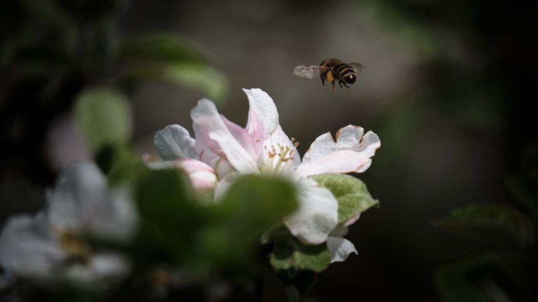 蜜蜂舞动花间，绚丽花瓣昆虫4K高清壁纸，超清3840x2160分辨率，宏观美景尽收眼底，免费下载！