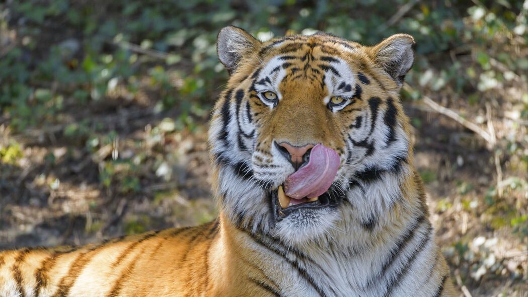 老虎 动物 一瞥 突出的舌头 大猫 4k壁纸 3840x2160