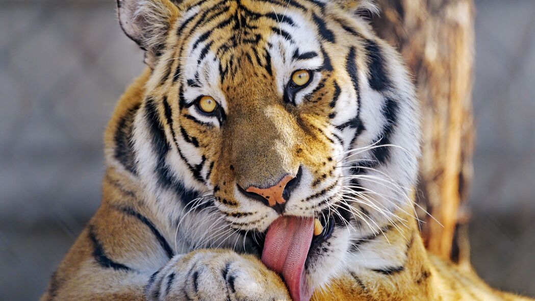 老虎 一瞥 动物 突出的舌头 大猫 4k壁纸 3840x2160