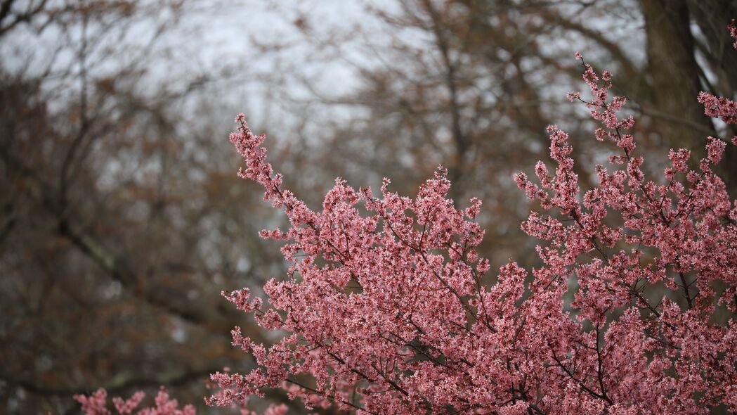 樱花 花朵 树枝 粉红色 春天 4k壁纸 3840x2160