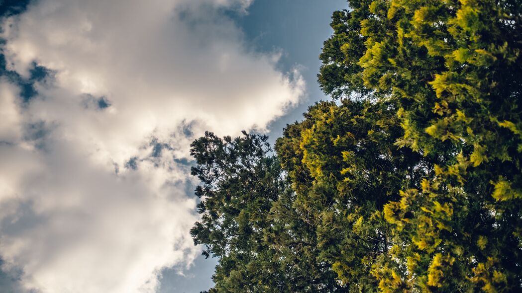树 树枝 天空 云 自然 4k壁纸 3840x2160
