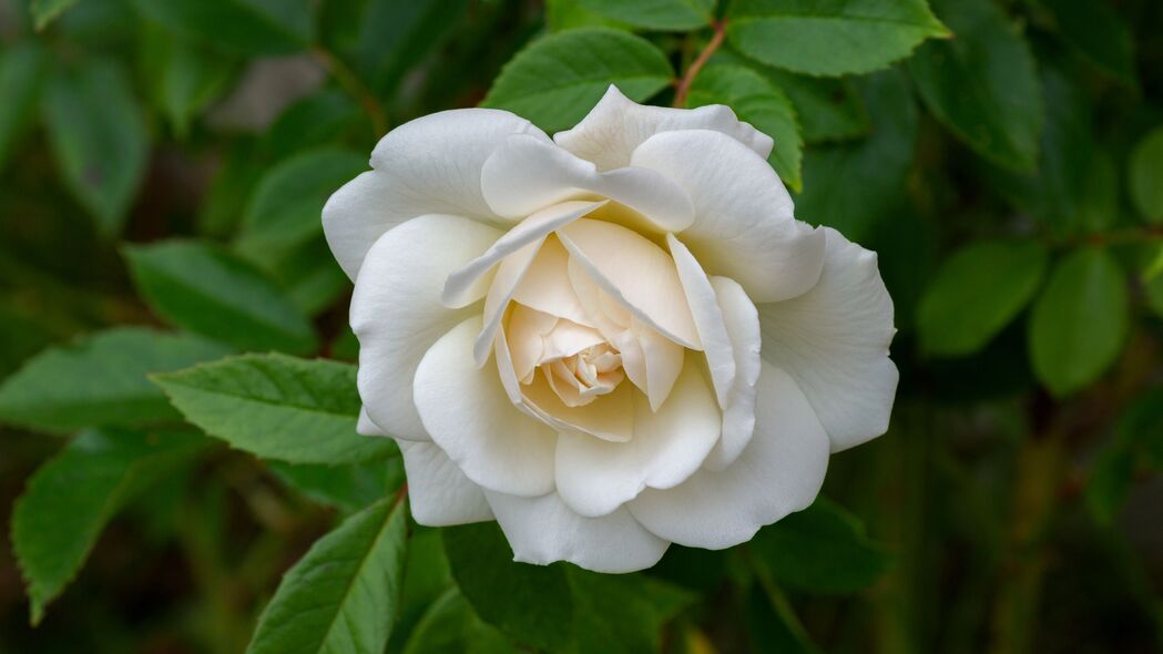 玫瑰 花瓣 花朵 微距 白色 4k壁纸 3840x2160