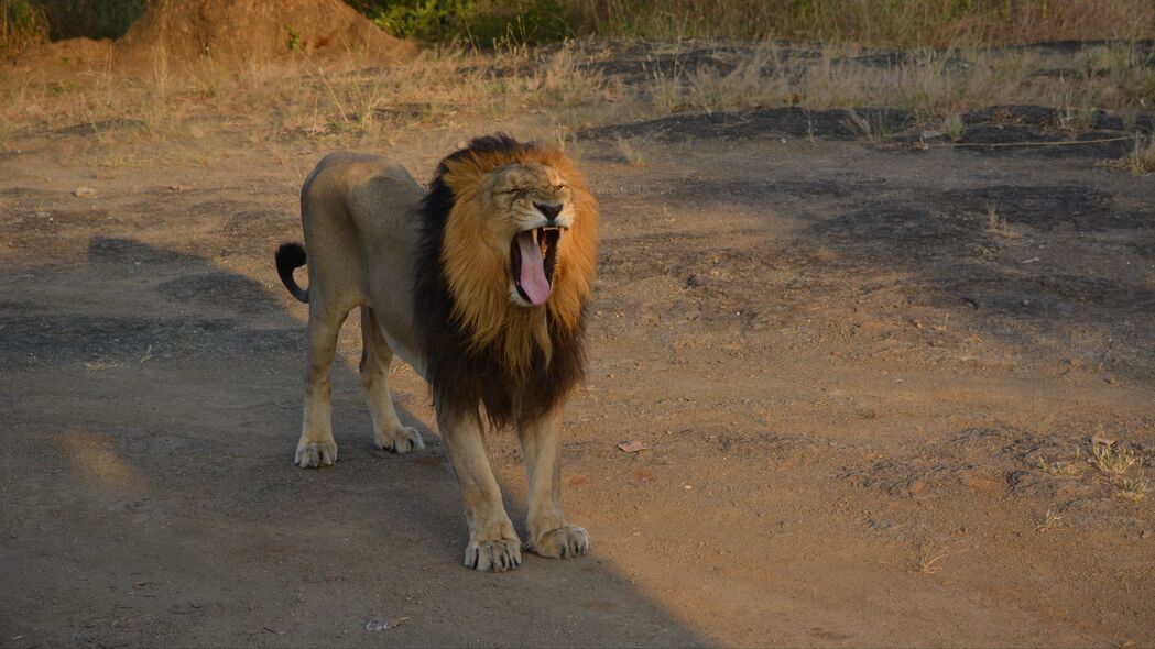 狮子 动物 捕食者 哈欠 突出的舌头 稀树草原 4k壁纸 3840x2160