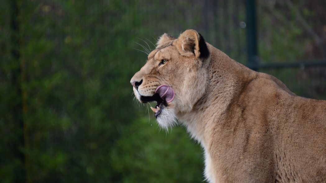 母狮 捕食者 动物 突出的舌头 大猫 4k壁纸 3840x2160