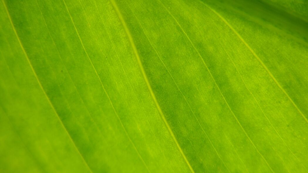绿色植物叶子宏观美景，惊艳4K高清壁纸，3840x2160分辨率，免费下载