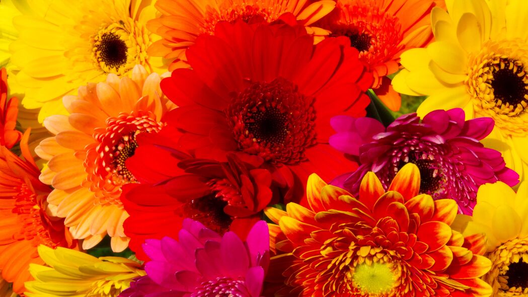 非洲菊 花朵 花瓣 彩色 明亮的 4k壁纸 3840x2160