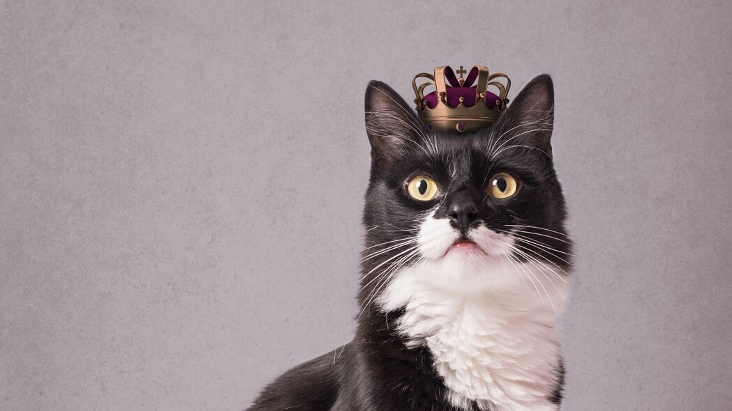 猫 宠物 皇冠 国王 有趣的 4k壁纸 3840x2160