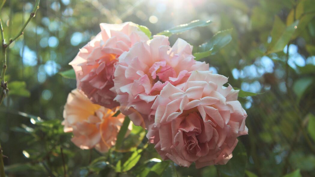 玫瑰 花朵 花瓣 阳光 光线 浅色 4k壁纸 3840x2160