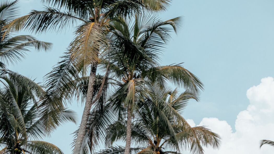 棕榈树 热带 夏季 4k壁纸 3840x2160
