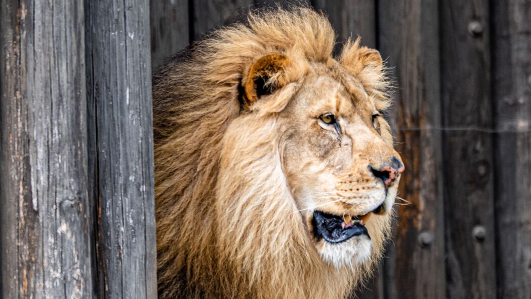狮子 动物 捕食者 野兽之王 4k壁纸 3840x2160