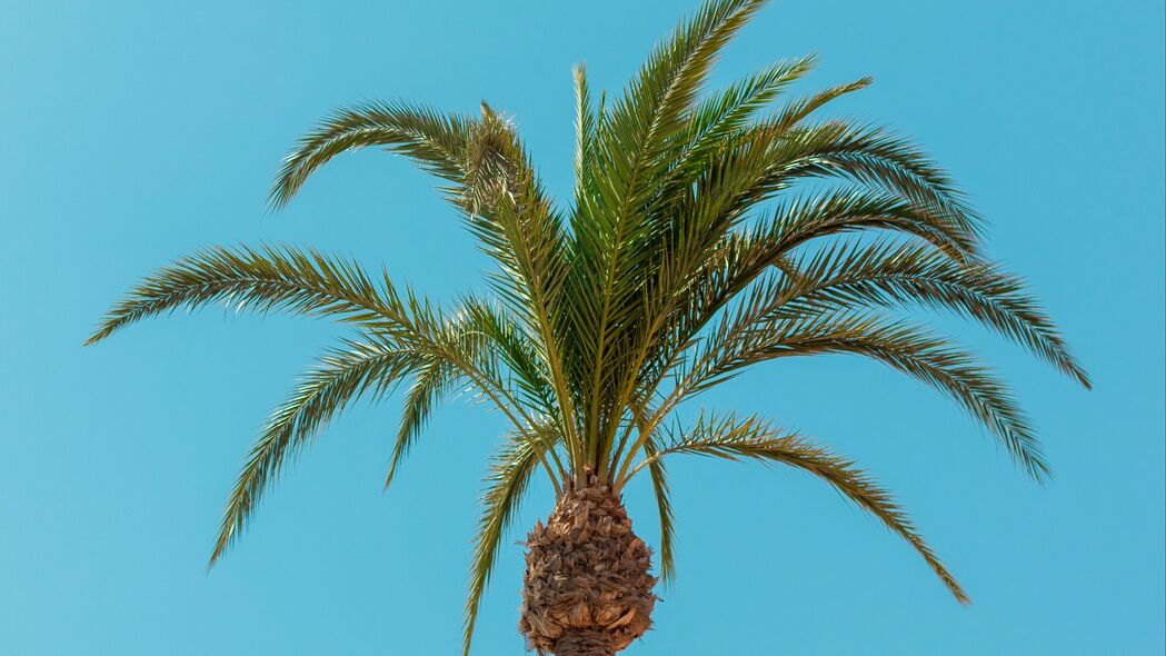 棕榈 树 树叶 极简主义 热带 4k壁纸 3840x2160