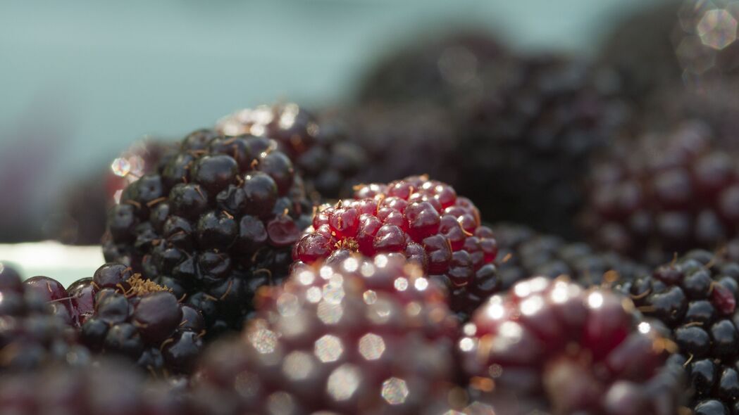 黑莓 浆果 水果 新鲜 宏观 4k壁纸 3840x2160