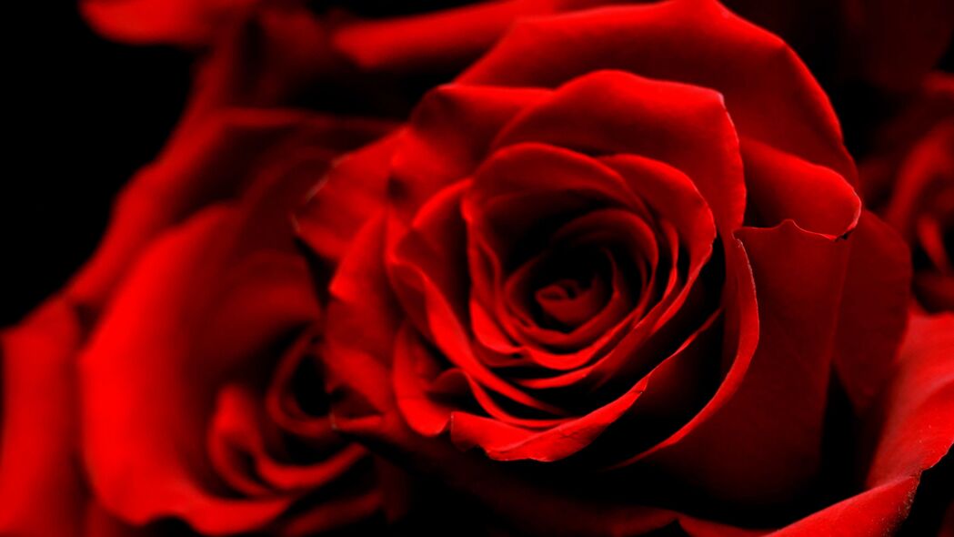 玫瑰 花朵 花瓣 红色 4k壁纸 3840x2160