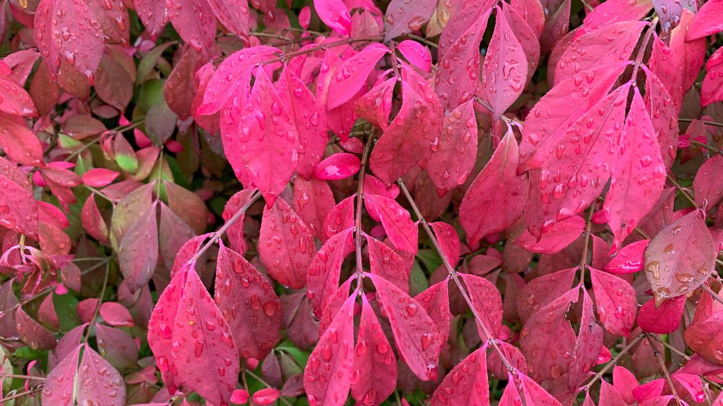 枝 叶 滴 雨 植物 红色 4k壁纸 3840x2160