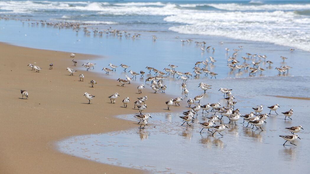 海滩 大海 海鸥 鸟类 波浪 4k壁纸 3840x2160