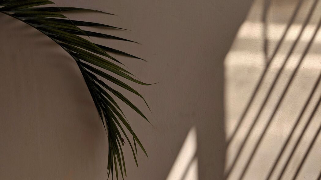 棕榈树 树叶 墙壁 极简主义 美学 4k壁纸 3840x2160