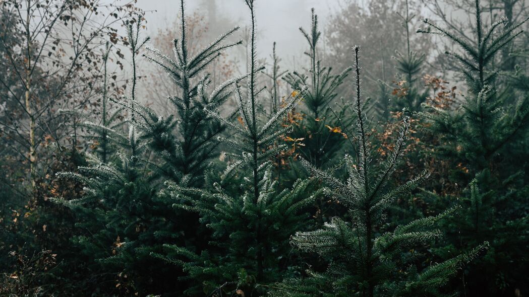 森林 松树 树木 雾 自然 风景 4k壁纸 3840x2160