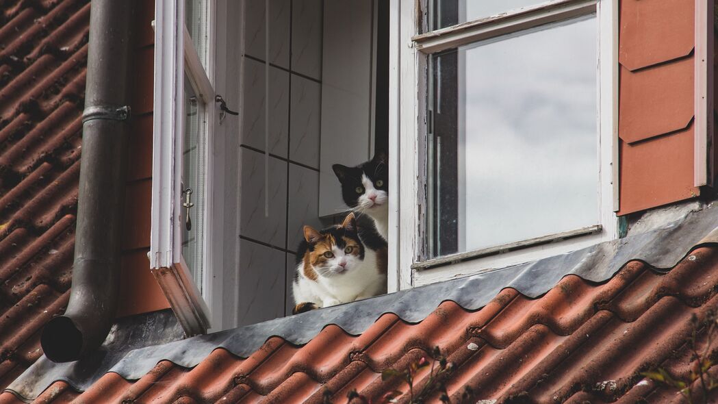 猫 宠物 动物 窗口 观看 4k壁纸 3840x2160