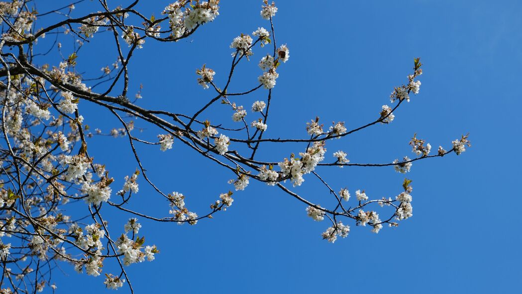 樱花 花朵 树枝 春天 天空 蓝色 4k壁纸 3840x2160