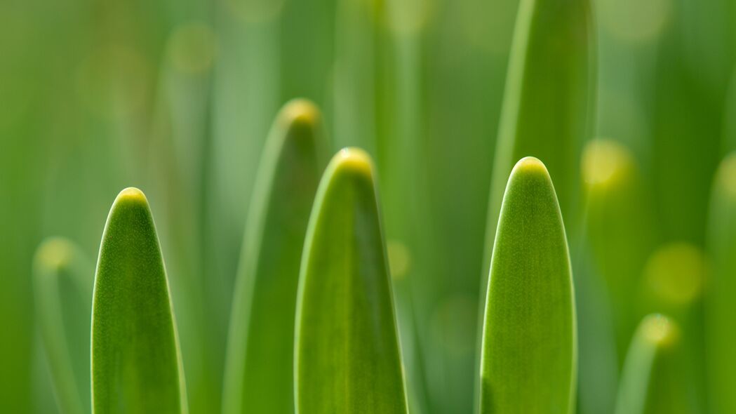 宏绿盛宴，3840x2160高清4K草植物背景壁纸，一键下载尽享绿色视界