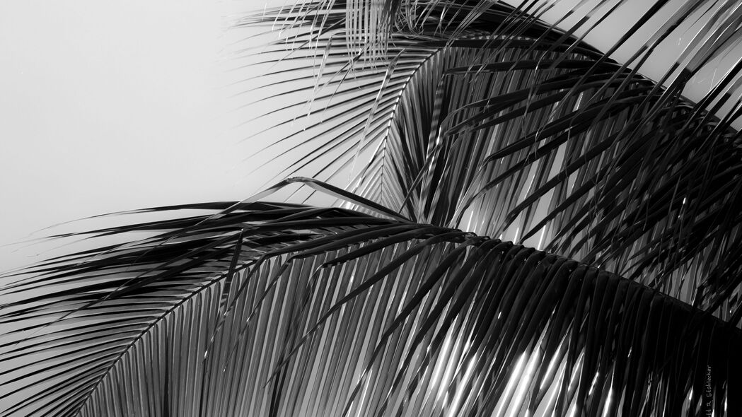棕榈树 树叶 宏 黑白 4k壁纸 3840x2160