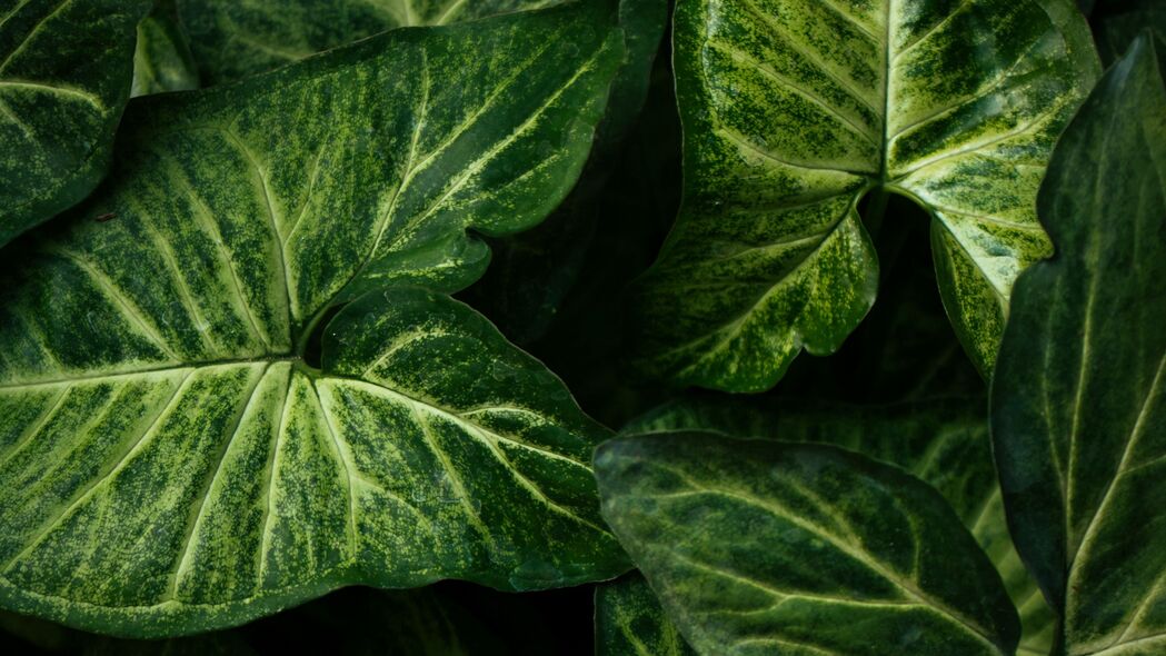 合成鎓 植物 叶子 绿色 宏观 4k壁纸 3840x2160