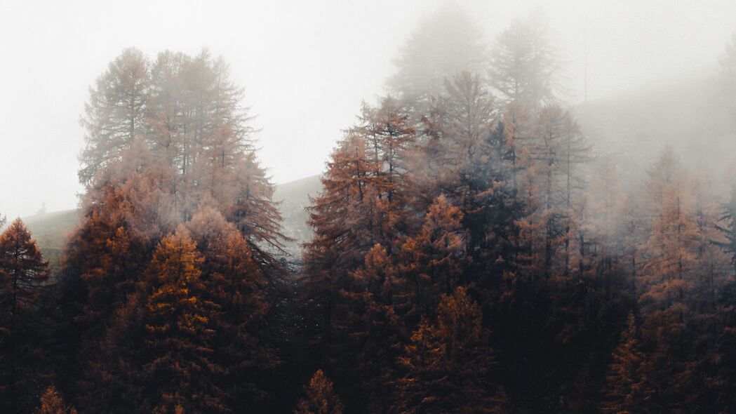 森林 树木 雾 秋天 自然 4k壁纸 3840x2160
