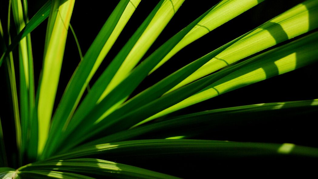 植物 叶子 光 宏观 绿色 4k壁纸 3840x2160