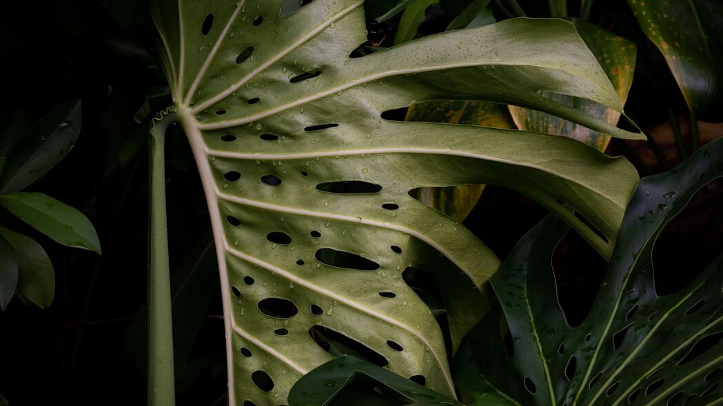  monstera 叶子 植物 绿色 湿 4k壁纸 3840x2160