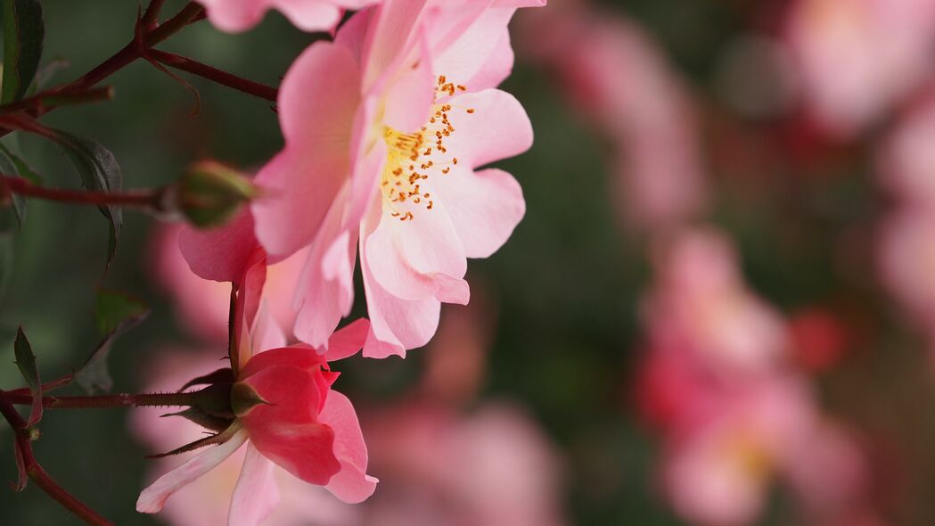 玫瑰 花朵 粉红色 微距 植物 4k壁纸 3840x2160