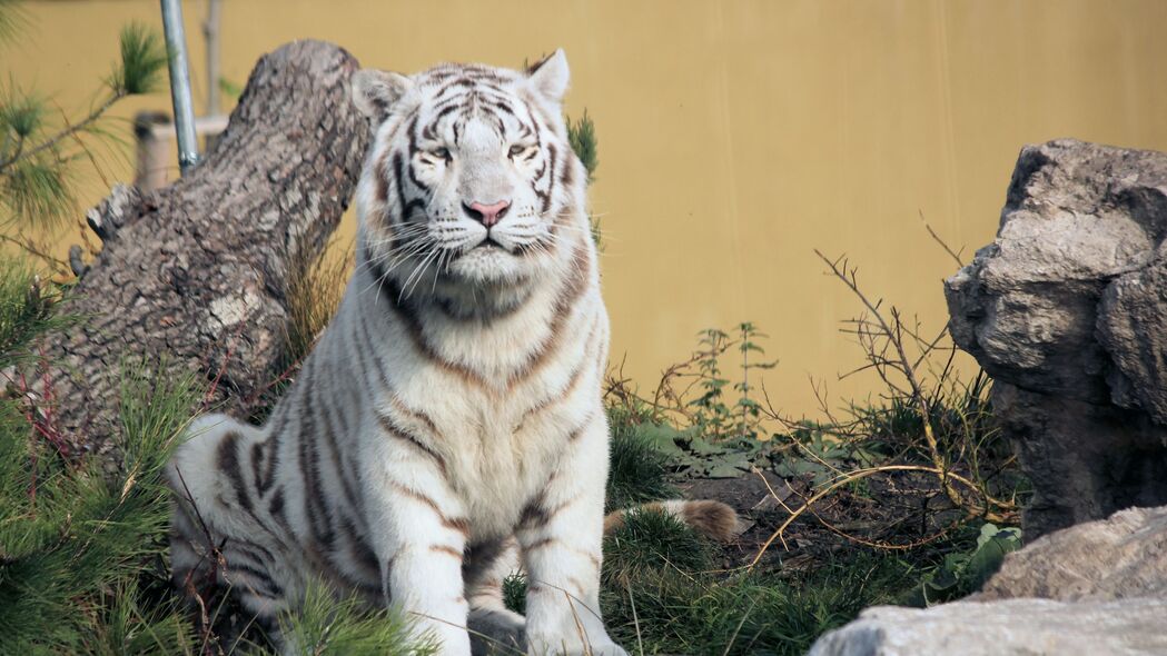 孟加拉虎 老虎 捕食者 动物 白色 大猫 4k壁纸 3840x2160