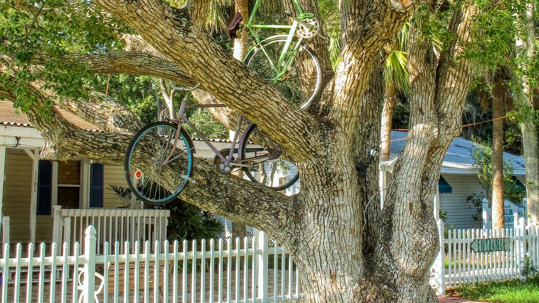 树 自行车 自行车 夏季 4k壁纸 3840x2160