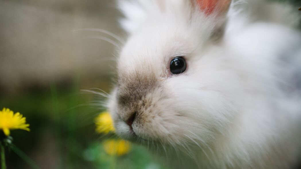 兔子 动物 草 蓬松 可爱的 4k壁纸 3840x2160