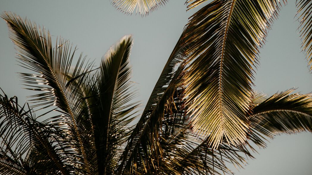 棕榈树 树叶 仰视图 热带 4k壁纸 3840x2160