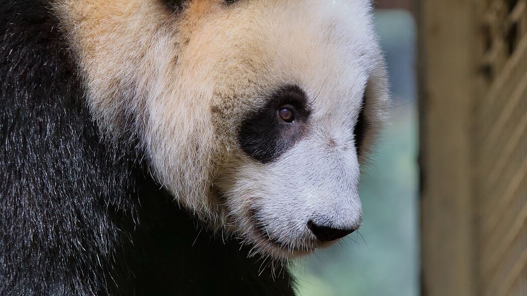 熊猫 动物 熊 毛茸茸的 4k壁纸 3840x2160