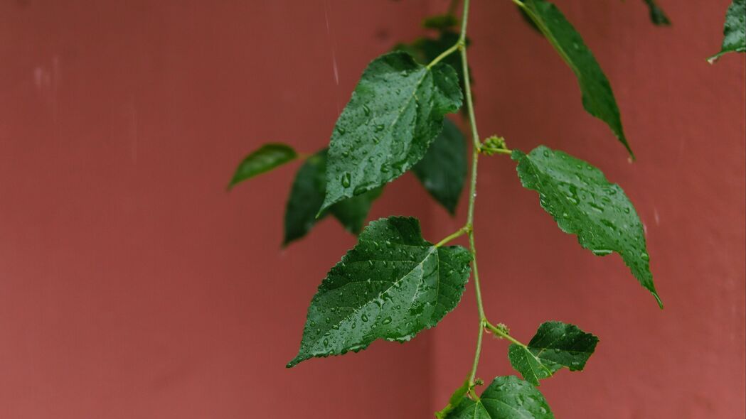 树叶雨滴之美，高清4K壁纸，树枝水滴细节尽显，3840x2160宏观视觉盛宴，一键下载