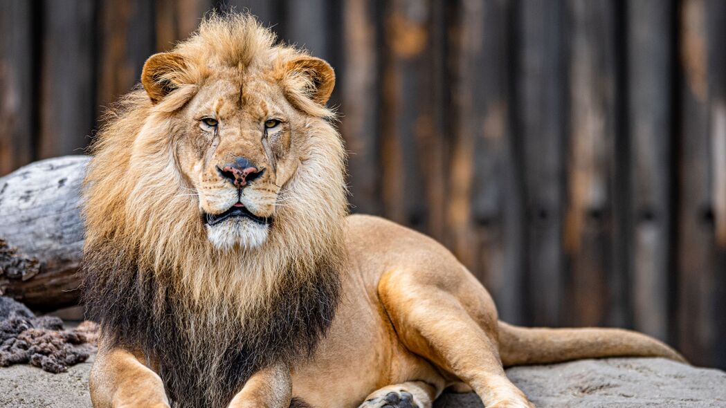 狮子 动物 捕食者 一瞥 大猫 4k壁纸 3840x2160