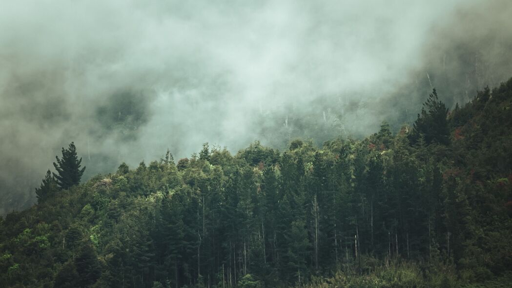 森林 树木 自然 雾 4k壁纸 3840x2160