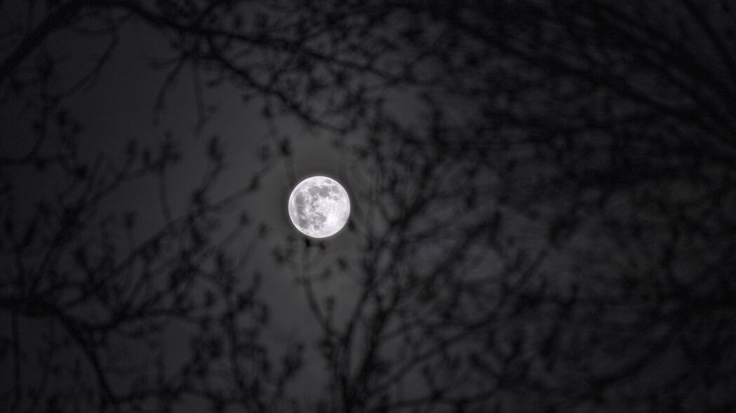 月亮 树枝 剪影 夜晚 黑白 黑色 4k壁纸 3840x2160