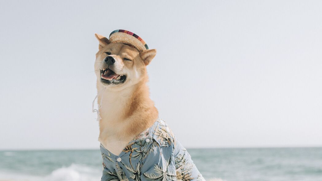 狗 宠物 有趣 帽子 大海 海滩 夏季 4k壁纸 3840x2160