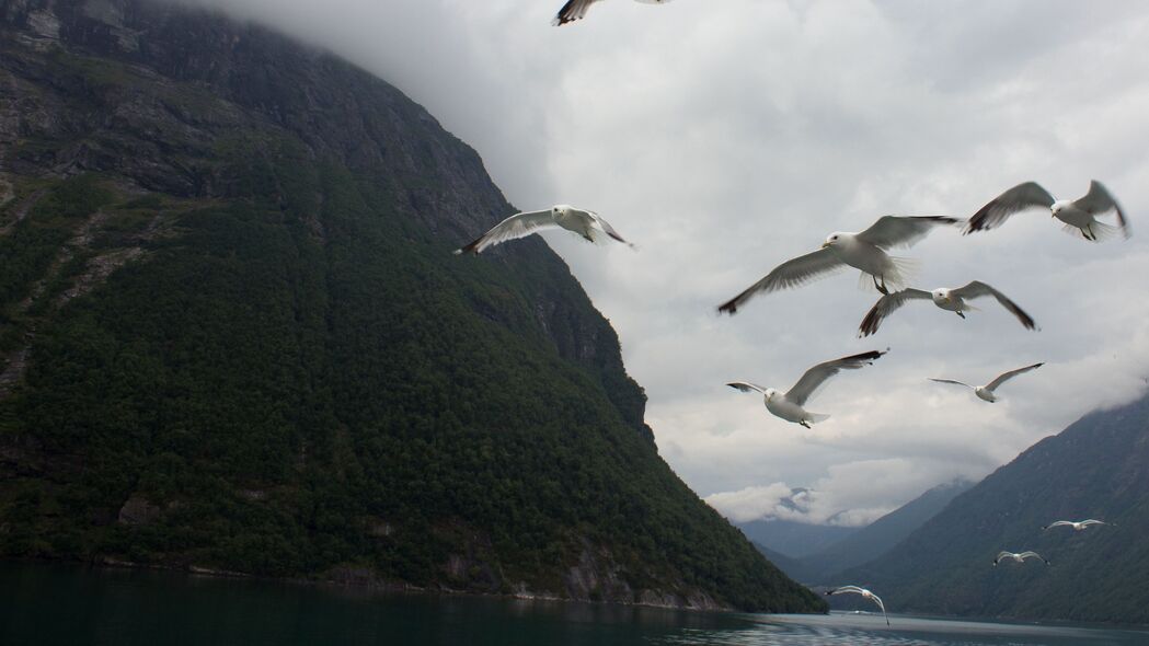 海鸥 鸟类 大海 峡湾 挪威 4k壁纸 3840x2160