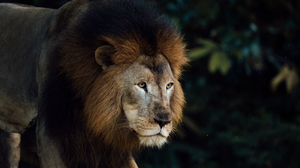 狮子 动物 捕食者 野兽之王 鬃毛 棕色 4k壁纸 3840x2160