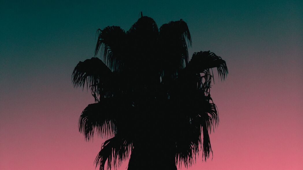 棕榈树 树 剪影 黄昏 深色 4k壁纸 3840x2160